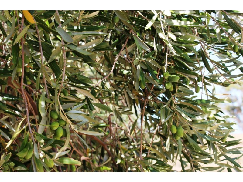 957 Signal Flat Road, Strathalbyn SA 5255