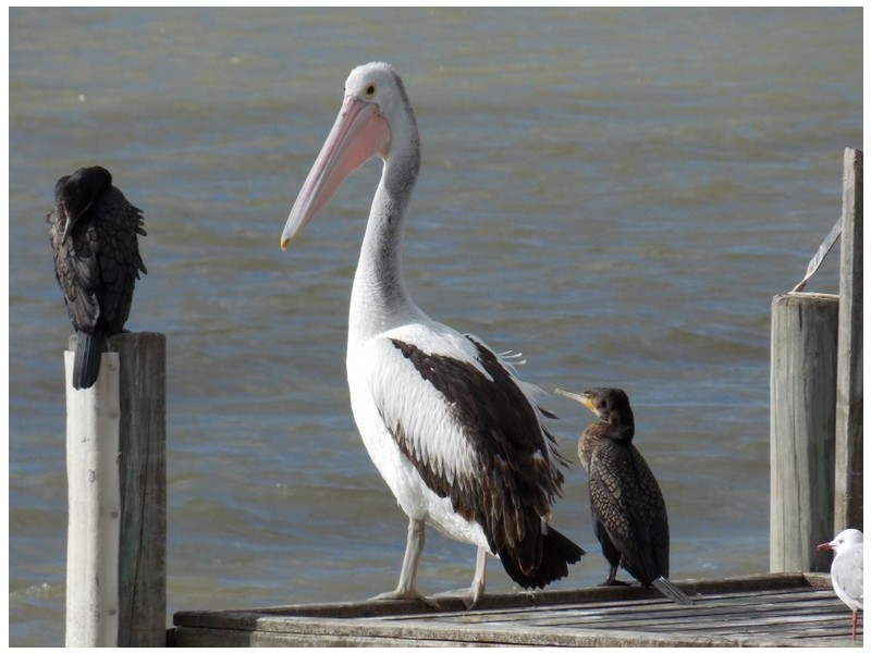 5-7 Rivers Street, Milang SA 5256