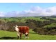 254 Mt. Scrub Rd, Waitpinga SA 5211