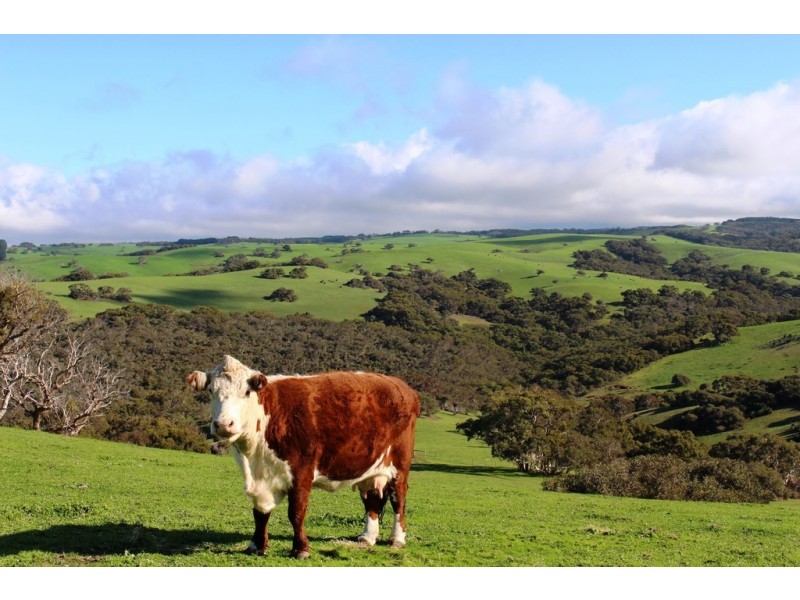 254 Mt. Scrub Rd, Waitpinga SA 5211