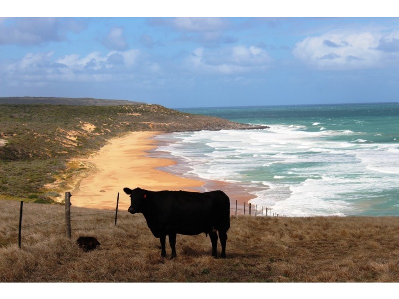 ‘Sheepies’ Coolawang Beach Rd, Waitpinga SA 5211