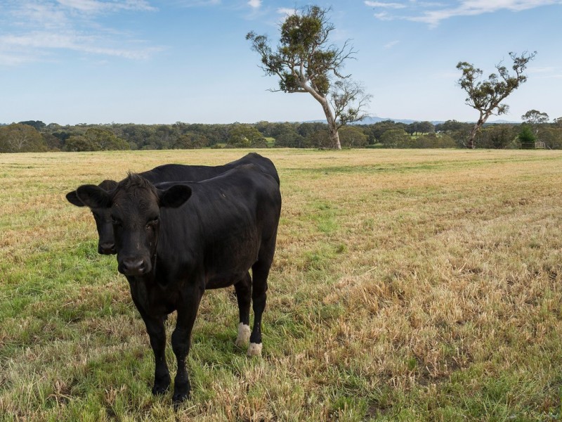 189 HILLYFIELDS ROAD, Meadows SA 5201