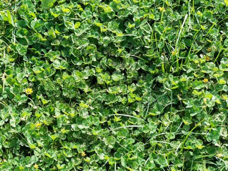 189 HILLYFIELDS ROAD, Meadows SA 5201