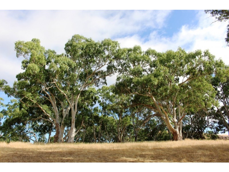 Lot 53 Henry Martin Road, Ashbourne SA 5157