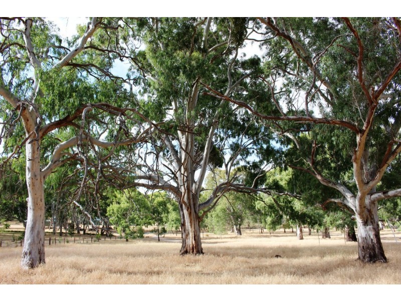 Lot 53 Henry Martin Road, Ashbourne SA 5157