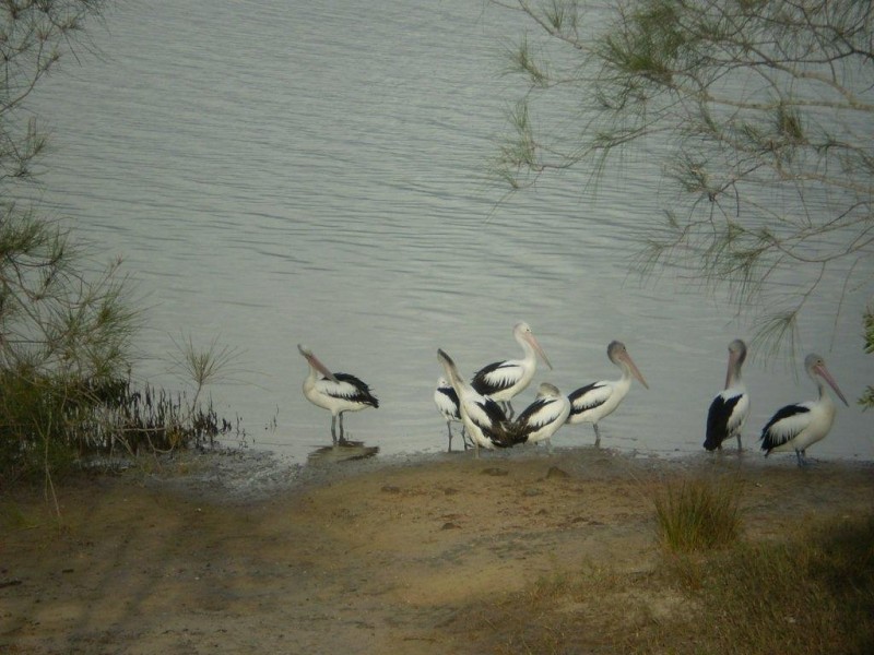 41/3 Hilton Tce, Tewantin QLD 4565