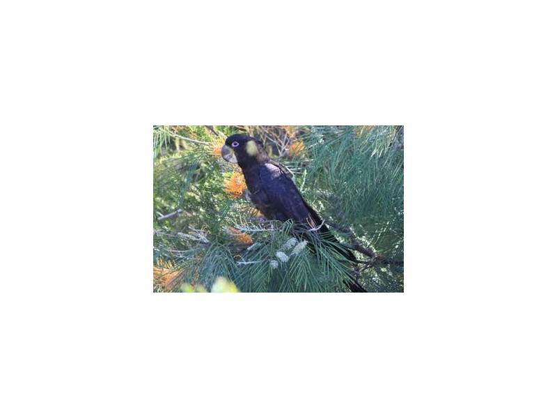 22 Dornoch Way, Peregian Springs QLD 4573