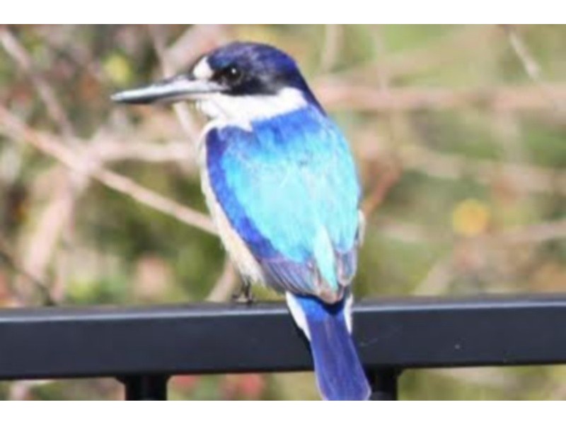 22 Dornoch Way, Peregian Springs QLD 4573