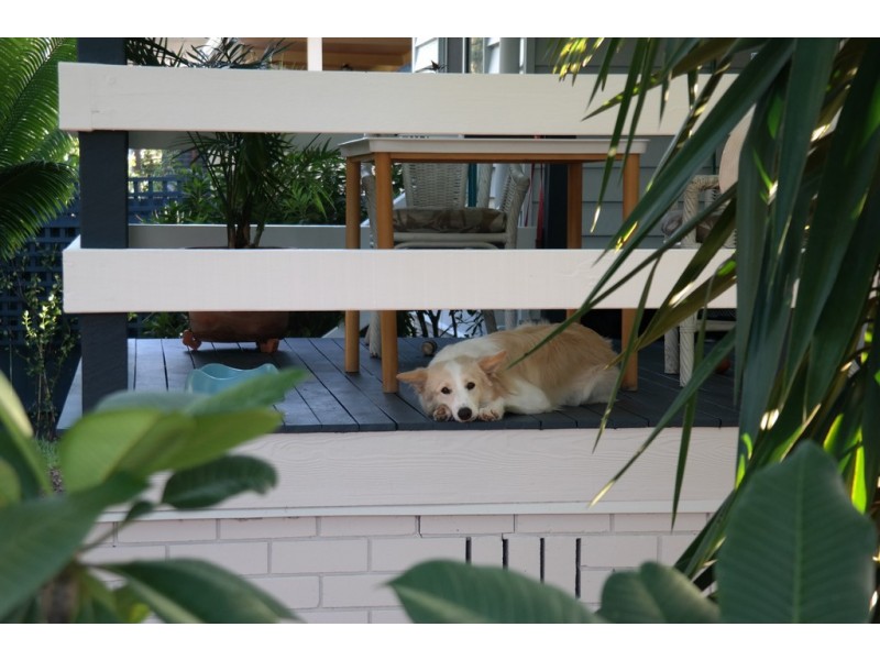 16 Goodwin Street, Tewantin QLD 4565