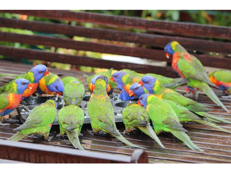 7 Mill Hill, Port Macquarie NSW 2444