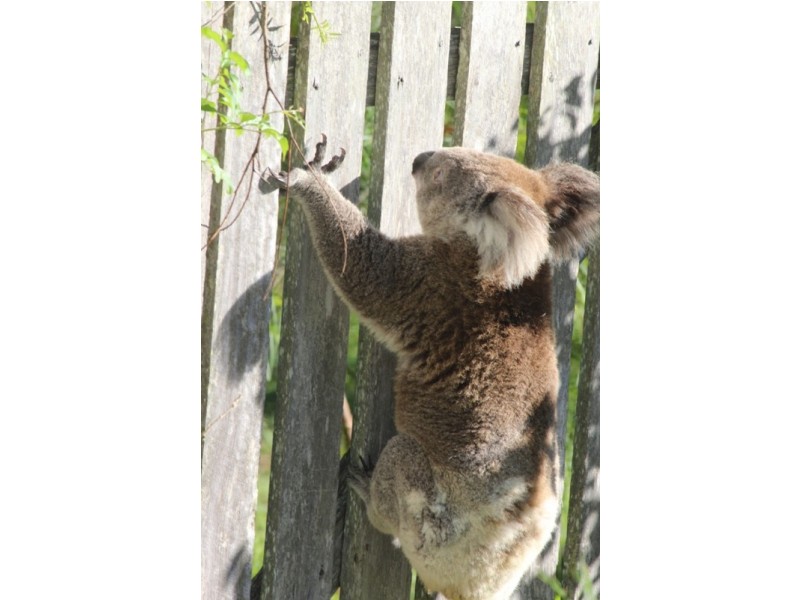 7 Mill Hill, Port Macquarie NSW 2444