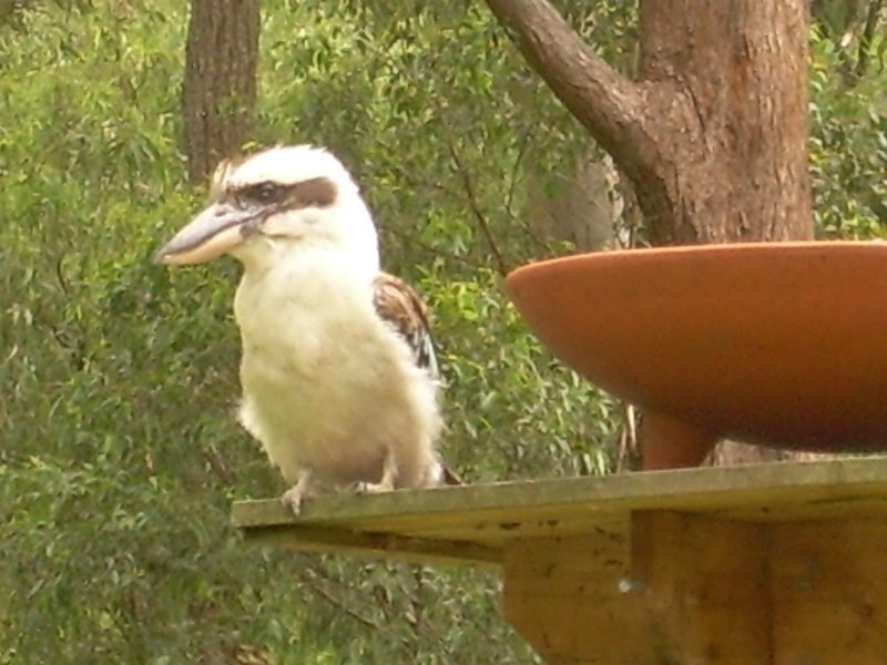 7 Mill Hill, Port Macquarie NSW 2444