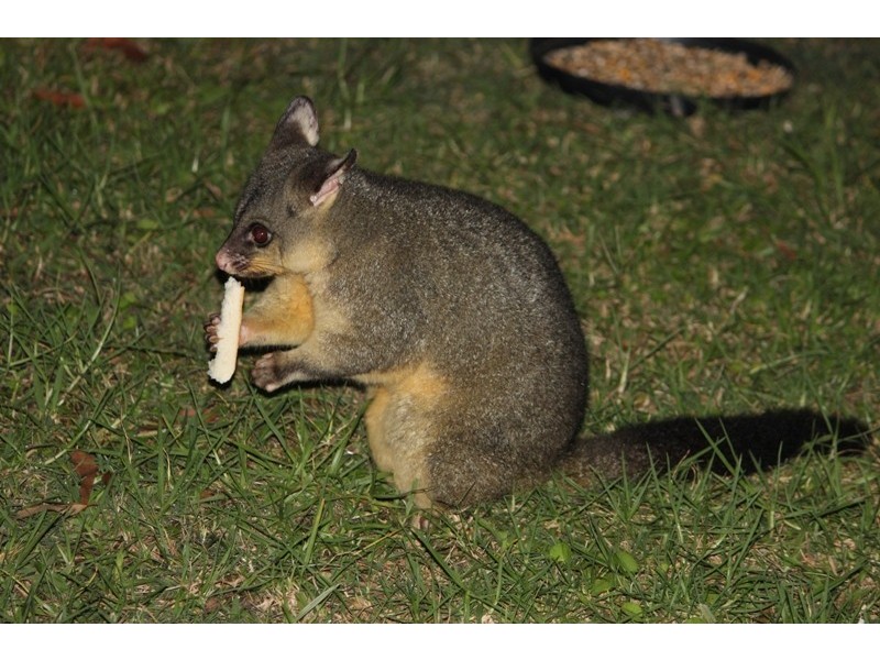 7 Mill Hill, Port Macquarie NSW 2444