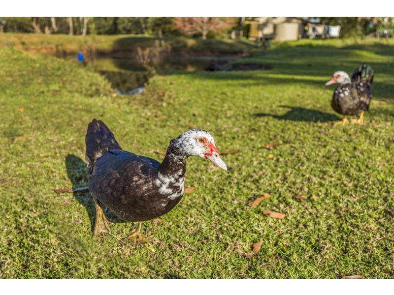 92 Mountain Road, Halloran NSW 2259