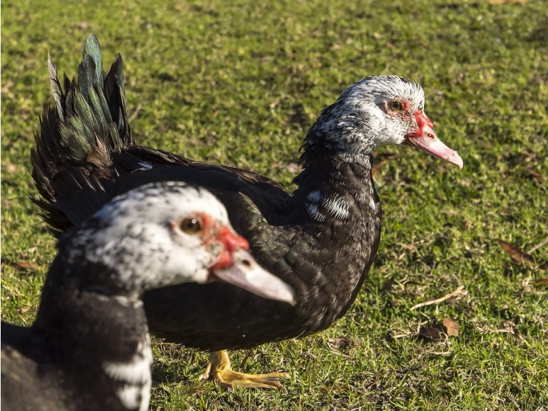 92 Mountain Road, Halloran NSW 2259