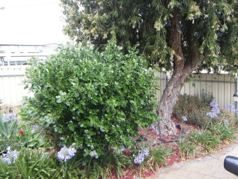 3 Yerong Street, Seacombe Gardens SA 5047