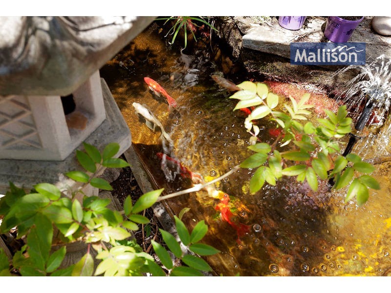 60 Fanstone Avenue, Beeliar WA 6164