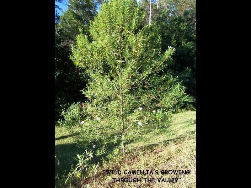 Delaneys Creek QLD 4514