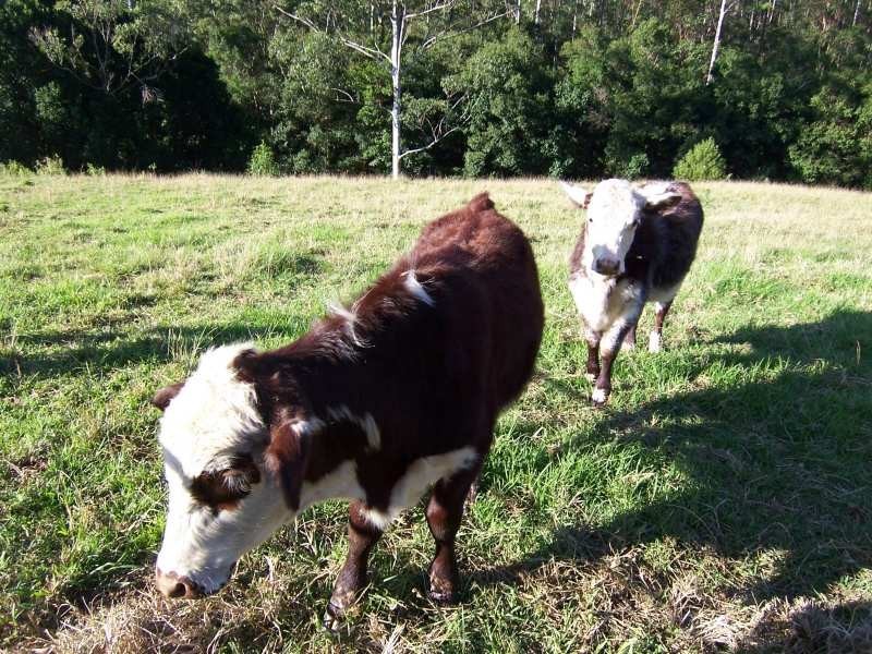Delaneys Creek QLD 4514