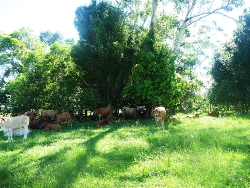 Cedarton QLD 4514