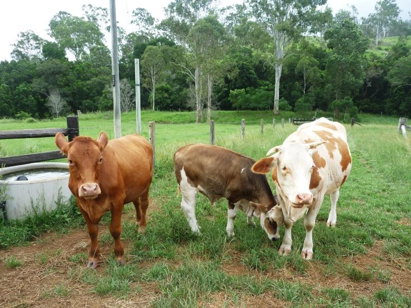 Delaneys Creek QLD 4514