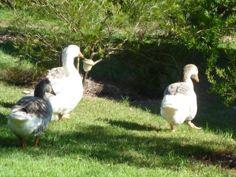 Sandy Creek QLD 4515