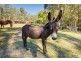 Stanmore QLD 4514