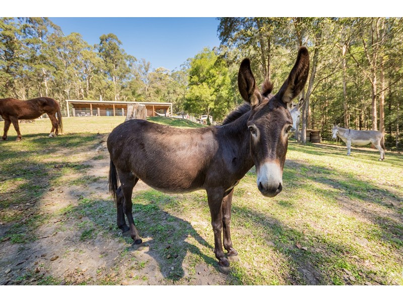 Stanmore QLD 4514