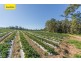 Wamuran QLD 4512