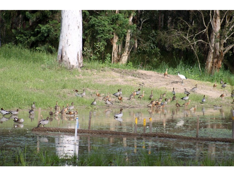 Bellmere QLD 4510