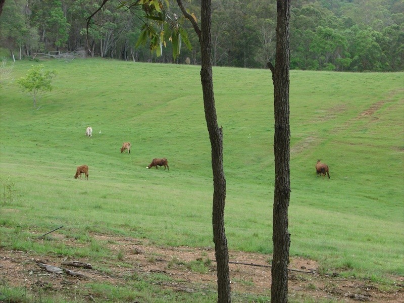 96-146 R WILLIAMS ROAD, Wamuran QLD 4512