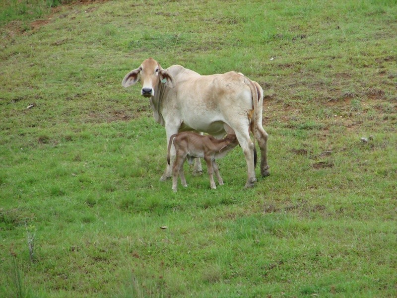 96-146 R WILLIAMS ROAD, Wamuran QLD 4512