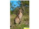 205 Raaen Road, D’aguilar QLD 4514