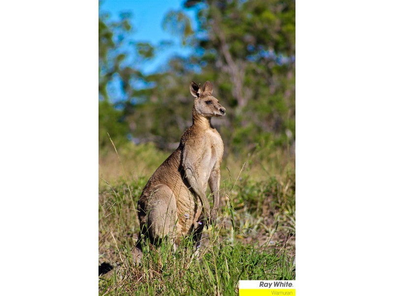 205 Raaen Road, D’aguilar QLD 4514