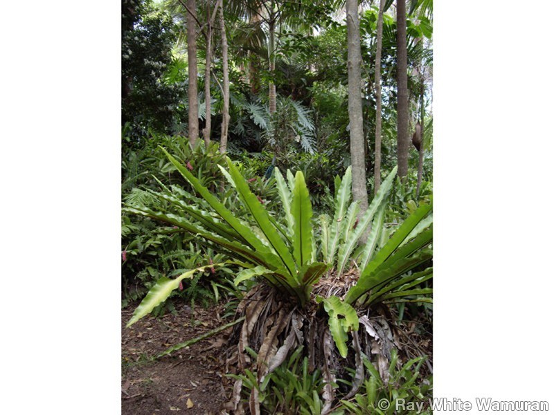 56 Alexandra Parade, Wamuran QLD 4512