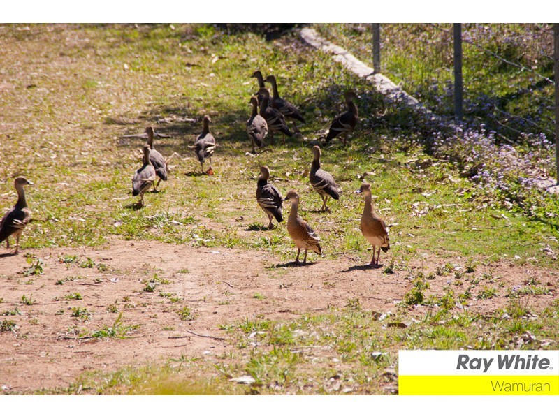 34-38 Chapman Drive, Wamuran QLD 4512