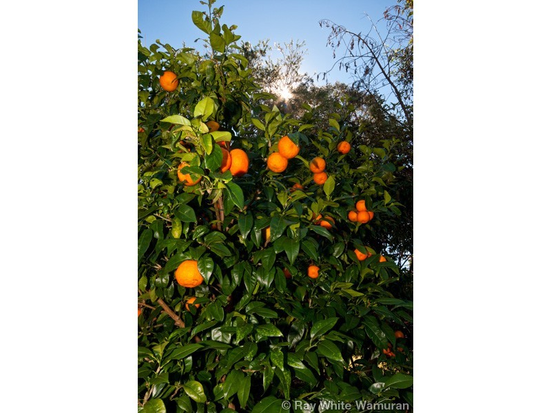 20 Linden Court, Morayfield QLD 4506