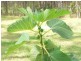 Delaneys Creek QLD 4514