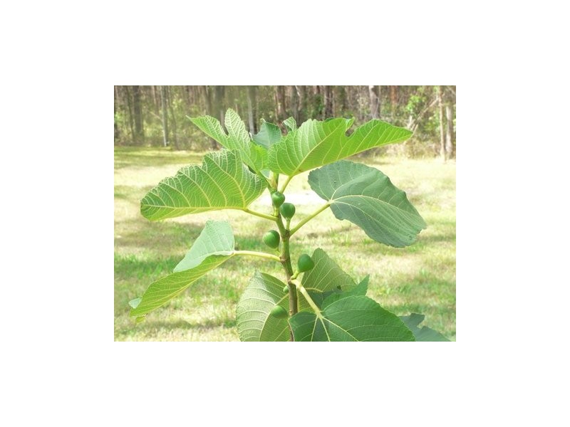 Delaneys Creek QLD 4514