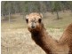 Delaneys Creek QLD 4514