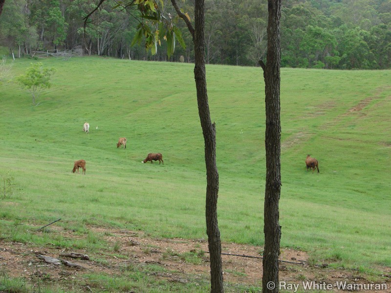 96-146 R Williams Road, Wamuran QLD 4512