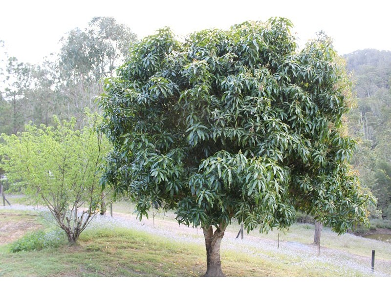 Sandy Creek QLD 4515