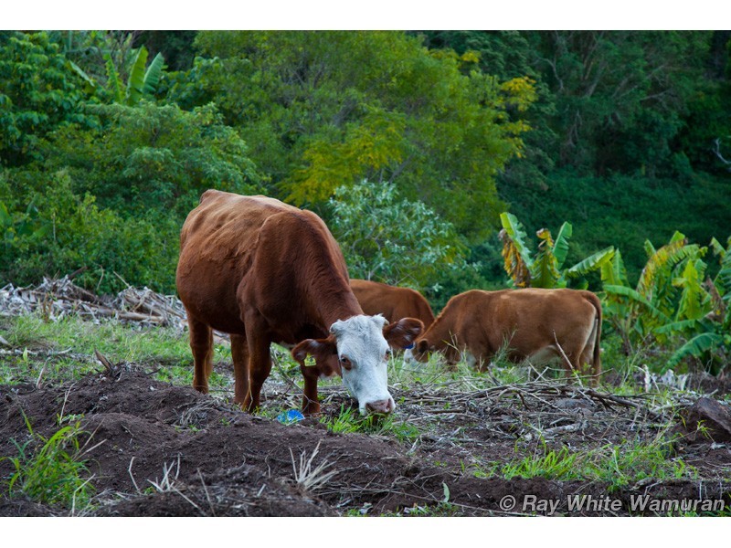 Delaneys Creek QLD 4514