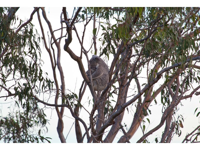 21 Carmody Court, Petrie QLD 4502