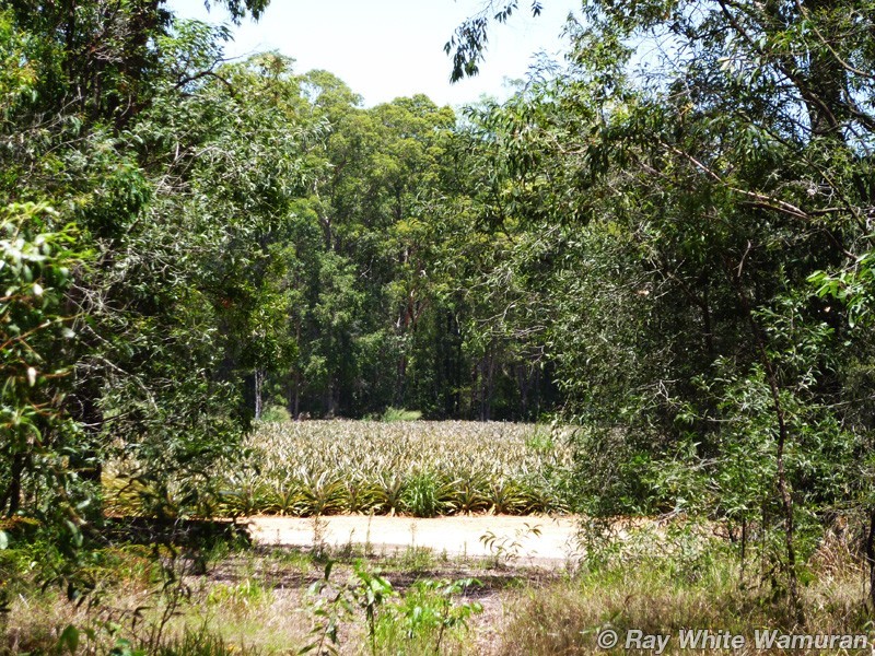 Wamuran QLD 4512
