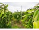445-515 Raaen Road, Bracalba QLD 4512