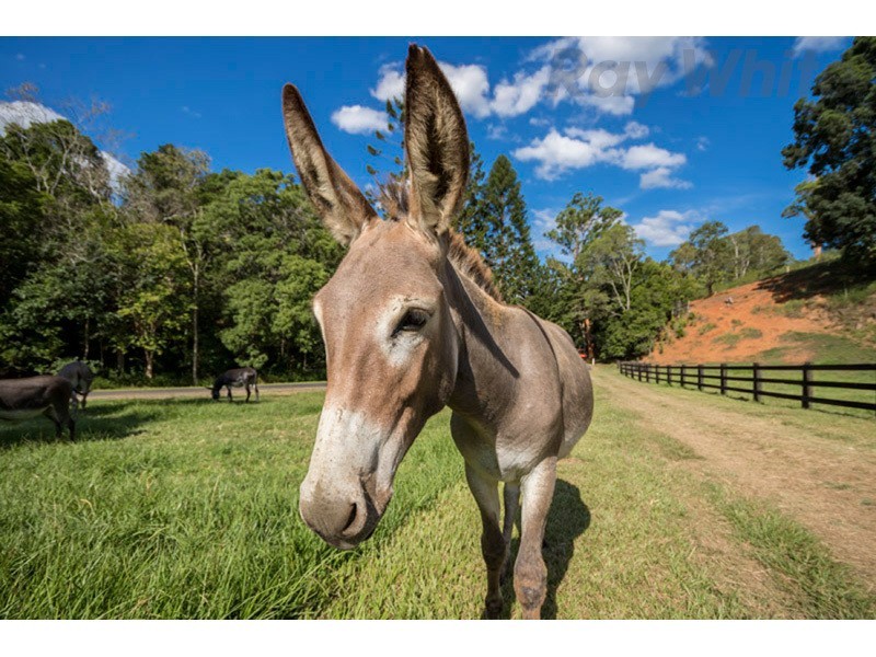 263 Basin Rd, Wamuran Basin QLD 4512