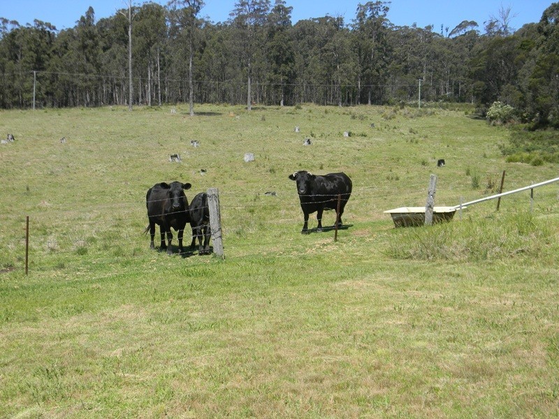 2020 Whipstick Lane via Wyndham, Wyndham NSW 2550