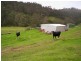 177 Little Careys Trail, Candelo NSW 2550