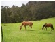 177 Little Careys Trail, Candelo NSW 2550